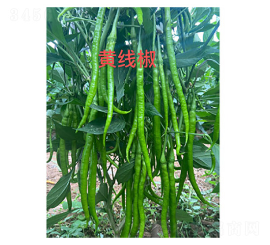 黃線椒辣椒種子-尚豐農(nóng)業(yè)