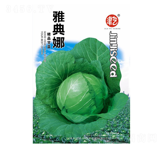 甘藍種子-雅典娜-邯豐農業(yè)