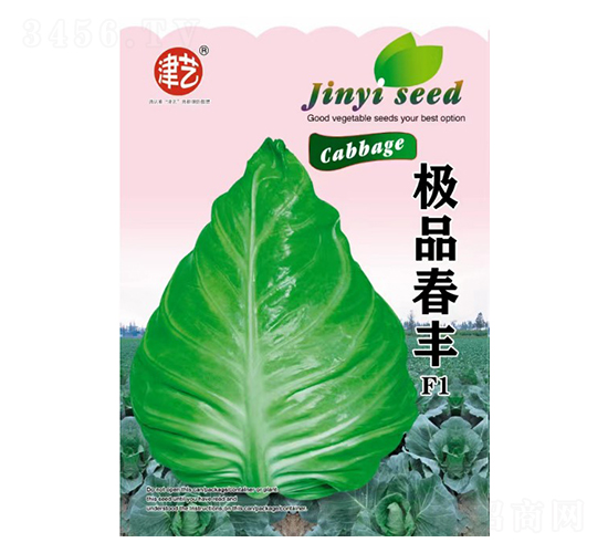 甘藍(lán)種子-春豐-邯豐農(nóng)業(yè)