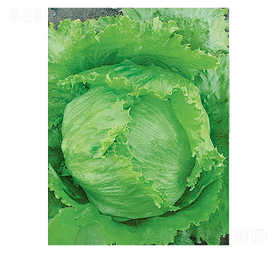 生菜種子-太樂種業(yè)