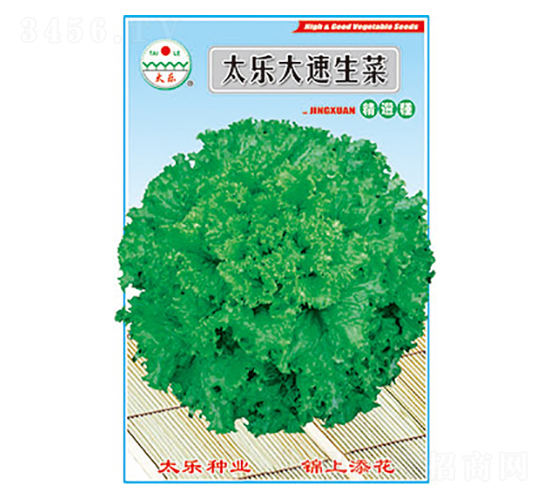 生菜種子-太樂大速生菜-太樂種業(yè)