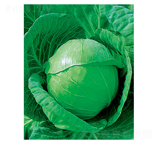 中甘十一甘藍種子-太樂種業(yè)