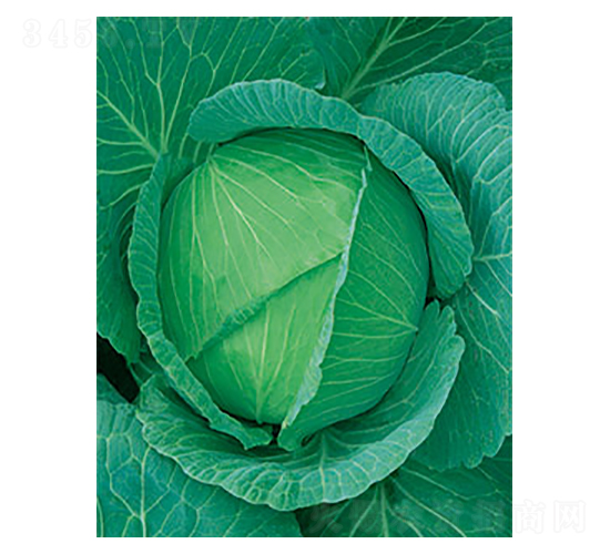 京豐一號(hào)甘藍(lán)-太樂(lè)種業(yè)