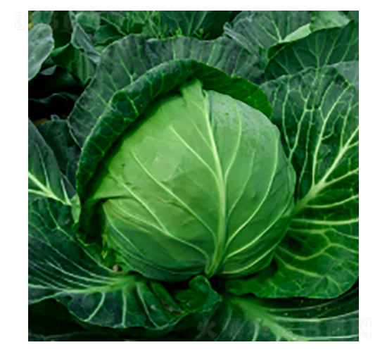 甘藍(lán)種子-瀛甘317-華瀛種業(yè)