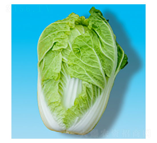 大白菜種子-瀛黃003-華瀛種業(yè)