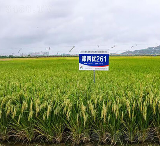 津兩優(yōu)261-水稻種子-金健種業(yè)