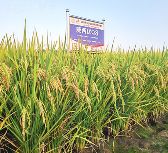 威兩優(yōu)Q8-水稻種子-金健種業(yè)