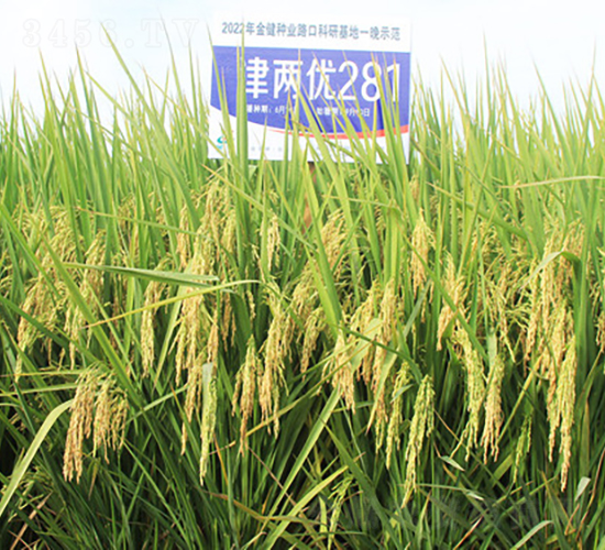 津兩優(yōu)281-水稻種子-金健種業(yè)