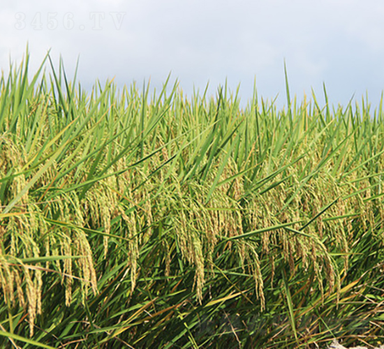 中香優(yōu)565-水稻種子-金健種業(yè)