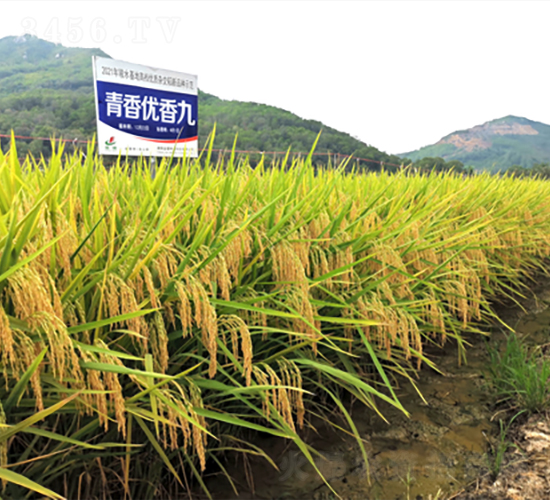 青香優(yōu)香九-水稻種子-金健種業(yè)