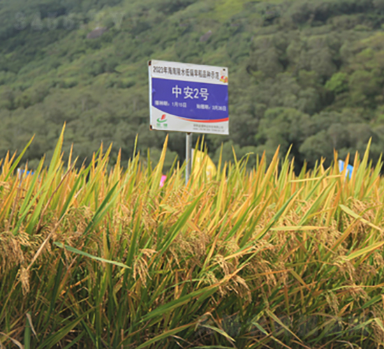 中安2號(hào)-水稻種子-金健種業(yè)