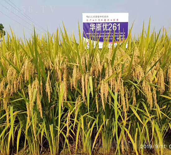 華浙優(yōu)261-水稻種子-金健種業(yè)