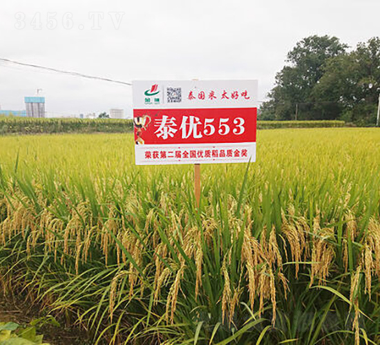 泰優(yōu)553-水稻種子-金健種業(yè)