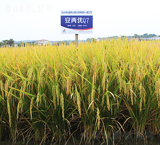 安兩優(yōu)Q7-水稻種子-金健種業(yè)
