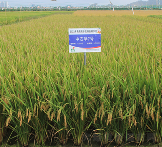 中安7號(hào)-水稻種子-金健種業(yè)