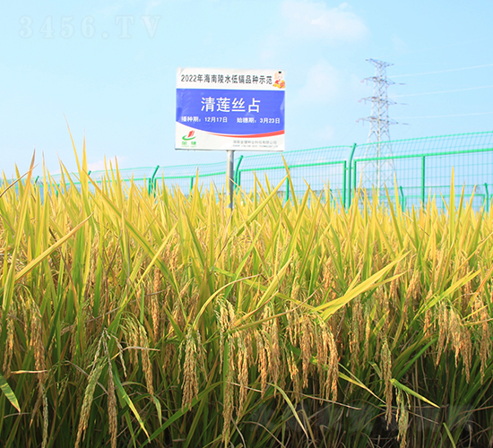 清蓮絲占-水稻種子-金健種業(yè)