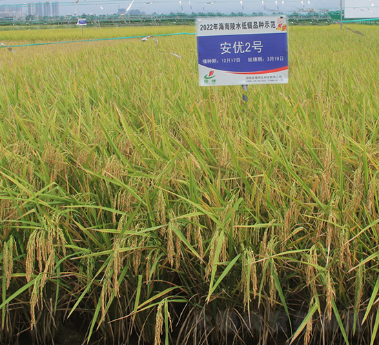 安優(yōu)2號(hào)-水稻種子-金健種業(yè)