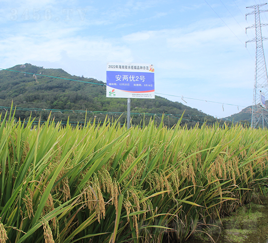 安兩優(yōu)2號(hào)-水稻種子-金健種業(yè)