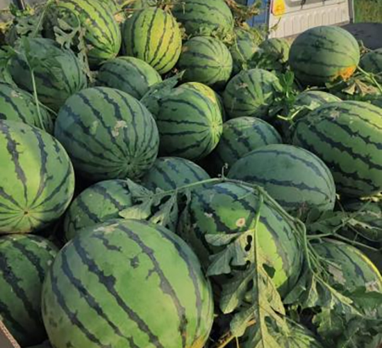 科豐16號-西瓜種子-秦豐種業(yè)