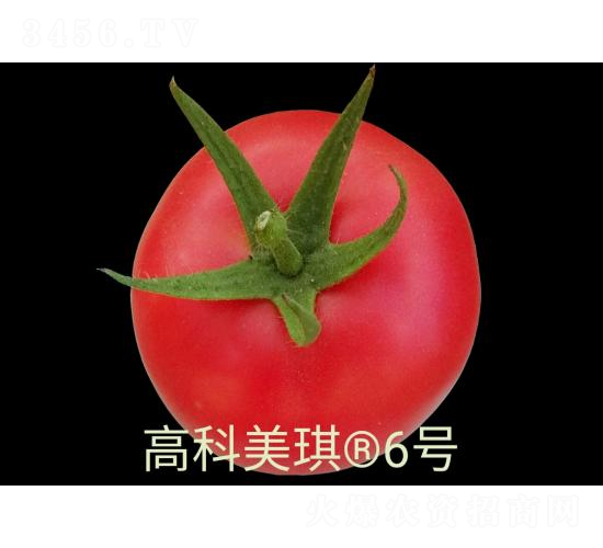 高科美琪6號(hào)-番茄種子-秦豐種業(yè)
