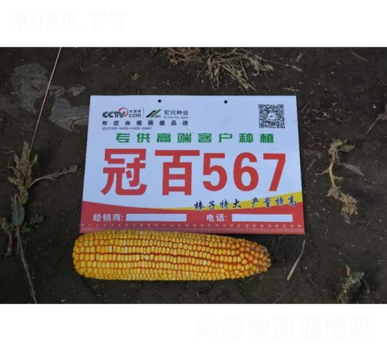 冠百567-玉米種子-秦豐種業(yè)