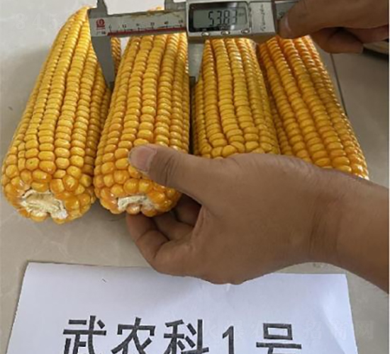 武農(nóng)科1號(hào)-玉米種子-秦豐種業(yè)