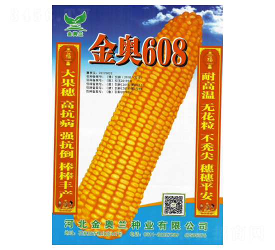 金奧608-玉米種子-秦豐種業(yè)