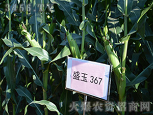 ʢ��367���^Ħ�D��-���׷N��-��ʢ�N�I(y��)