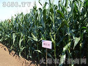 ʢ��367���^Ħ�D2��-���׷N��-��ʢ�N�I(y��)