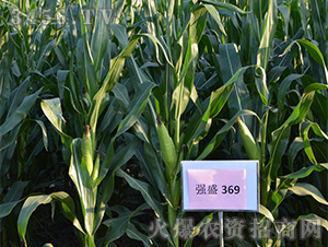 ��ʢ369���^Ħ�D��-���׷N��-��ʢ�N�I(y��)