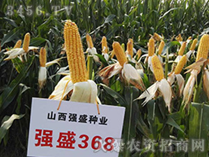 ��ʢ368���^Ħ�D��-���׷N��-��ʢ�N�I(y��)