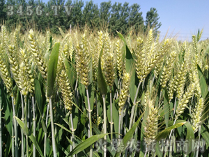 �C(j��)��211-С��-�|�Ѻ�