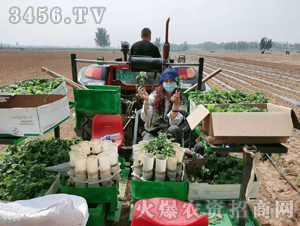 2020年楸樹訂單回收項目9