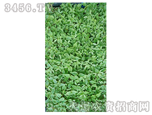 2020年楸樹(shù)訂單回收項(xiàng)目5