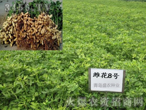 �H��8̖(h��o)-�����N��-ʢ�r(n��ng)�N�I(y��)