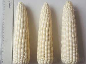 �|Ŵ120-���׷N��-�|��