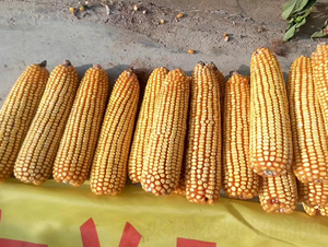 東單507-玉米種子-東亞