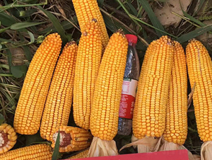 東單1607-玉米種子-東亞