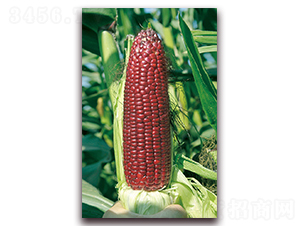 �A���t��Ŵ1̖-Ŵ���׷N��-�A���N�I(y��)