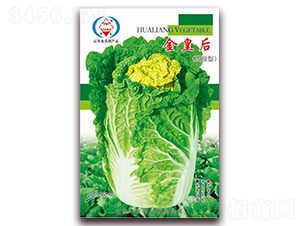 金皇后-大白菜種子-華良種業(yè)