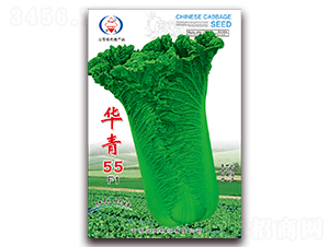 華青55-大白菜種子-華良種業(yè)