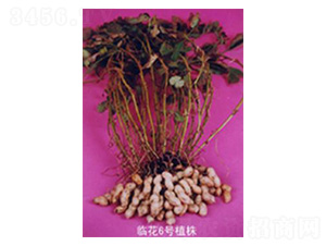 �R����̖(h��o)-�����N��-���N