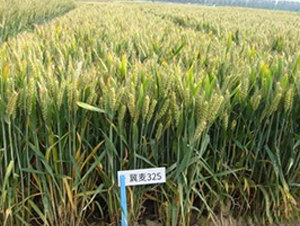 冀麥325-小麥種子-信源種業(yè)