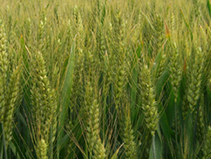 喜麥199-小麥種子-信源種業(yè)