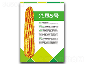 興墾5號-玉米種子-豐墾種業(yè)