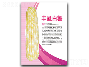 豐墾白糯-糯玉米種子-豐墾種業(yè)