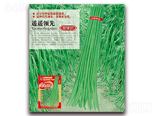遙遙領(lǐng)先-豇豆種子-華農(nóng)種業(yè)
