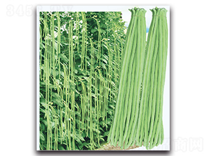 黑籽豆角-豆角種子-現(xiàn)代金穗