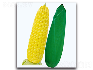 甜豐6號(hào)玉米-甜玉米種子-現(xiàn)代金穗