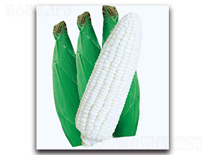 銀白玉糯玉米-糯玉米種子-現(xiàn)代金穗